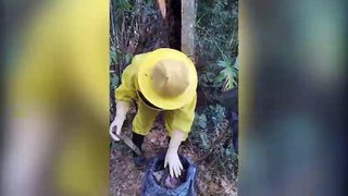 Com técnica exclusiva, Defesa Civil remove enxame de abelhas sem precisar derrubar árvore