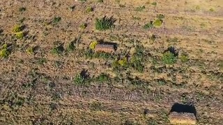 Doğum yapan koyunu aramak için drone kaldırdıktan sonra annelik içgüdüsünü hesaplayamamak 