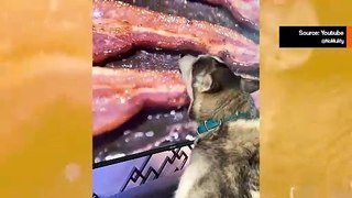 Huvittava video: ahne koira nuolee television näyttöä nähdessään pekonin paistinpannulla