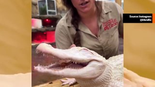 Video näyttää, kuinka alligaattori rentoutuu täysin selkäänsä harjattaessa