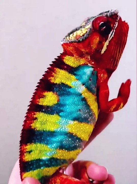 Cute Animals | Funny Animals | Pets | Entertainment | Animals Playing | Arabic Animal | wildlife