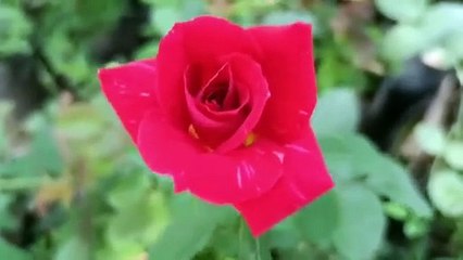 سورة ياسين ياسين كاملة مع تلاوة جميلة باللغة العربية سورہ