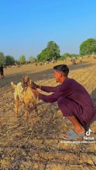 Larky ko shadi ki kitnii jaldi ha hhhhhhhhhhhhhhhhhgh