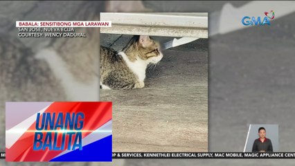 Pusa, nakitang may nakatarak na kutsilyo sa mukha | Unang Balita