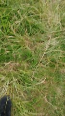 Chemin vert 65 ️❣️