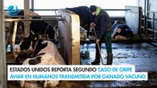 Estados Unidos reporta segundo caso de gripe aviar en humanos transmitida por ganado vacuno