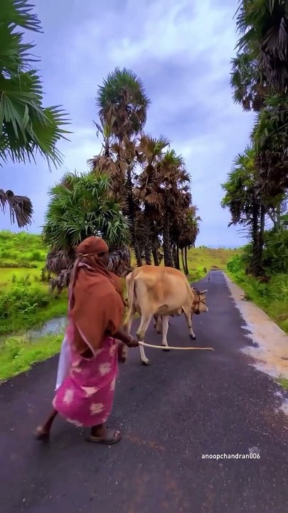 Villages of Kerala ❤️ Kollengod is one of the most beautiful village in kerala(720P_HD)