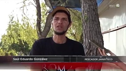 En Jamay se adentran hasta tres kilómetros al lago de Chapala en camioneta para poder pescar