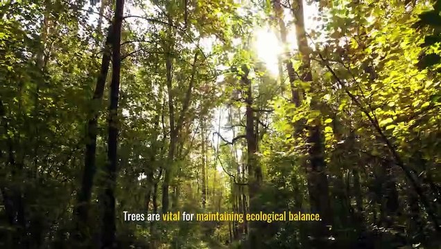 Discover the Role of Tree Assessments in Environmental Conservation