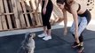 Daily routine workouts with doge | be smart and be fit #fitness #dailyexcersise #workoutsathome