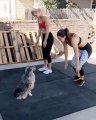 Daily routine workouts with doge | be smart and be fit #fitness #dailyexcersise #workoutsathome