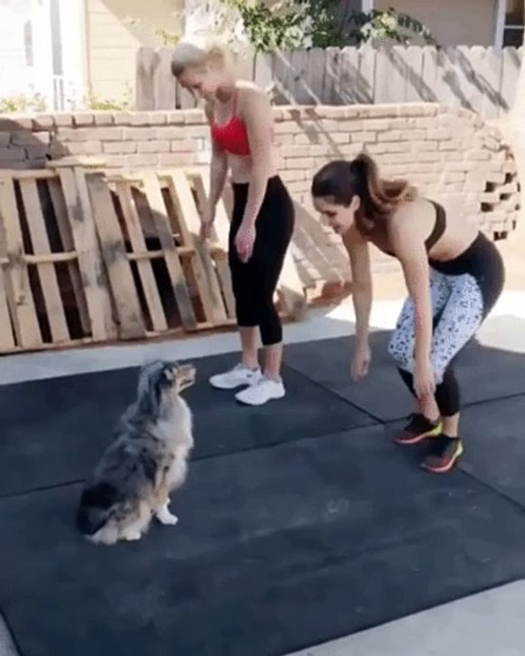 Daily routine workouts with doge | be smart and be fit #fitness #dailyexcersise #workoutsathome