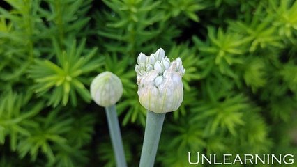 Sean Ferree - Unlearning (Official Music Video)