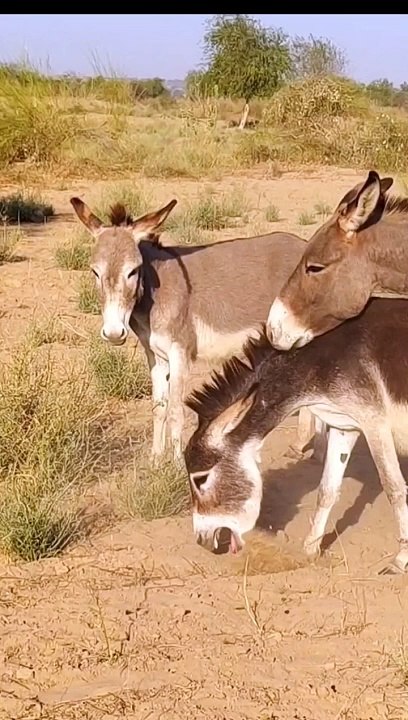 #gadhy_#Islamabad_#reelsinstagram_#donke...(720p)