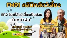 โรคที่สัตว์เลี้ยงเป็นบ่อยในหน้าฝน EP.2 : FM91 คลินิกสัตว์เลี้ยง : 19 พฤษภาคม 2567