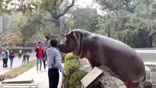 Security guard risking his life to save incredibly unalarmed zoo visitors from a hippo