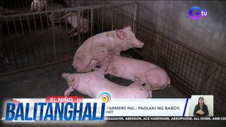 Nat'l Federation of Hog Farmers Inc.: Paglaki ng baboy apektado ng matinding init | Balitanghali