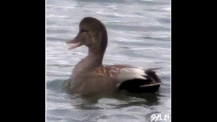 the FLOOD OF THUNDERS & SHOWERS CAME & BROKE ELECTRIC TRANSFORMER THAT GOT THE CITIES INTO A BLACK-OUT ! RECORDING OF THE WHOLE DAWN'S