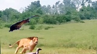 Lion jumping