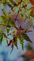 Quran Al Kareem قرآن الكريم