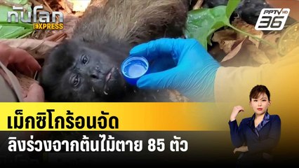 เม็กซิโกร้อนจัด ลิงร่วงจากต้นไม้ตาย 85 ตัว| ทันโลก EXPRESS | 23 พ.ค. 67