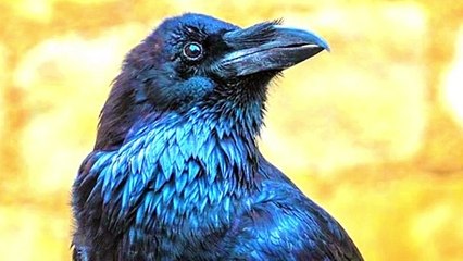 kauwa har waqt dara howa kun rahta _ _ The crow fear in every time _ _AQEELHAIDERVOICE(720P_HD)