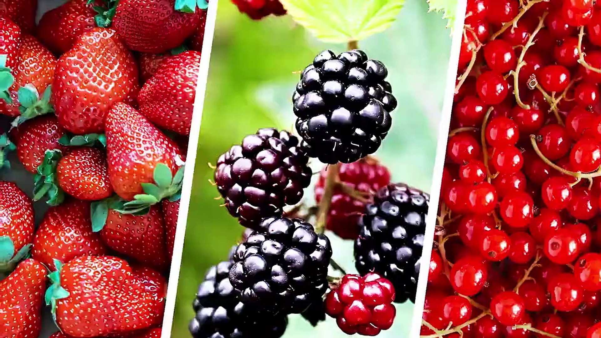 ⁣Unlocking the Health Benefits of Moringa  Nature's Superfood - Dr Shahzad Basra - Ayesha Nasir