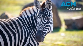 Two zebras join Tasmania Zoo (23/5/2024)