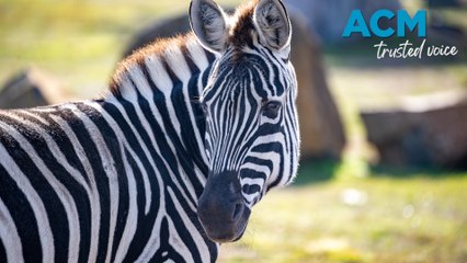 Two zebras join Tasmania Zoo (23/5/2024)