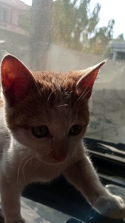 Cat inaction
