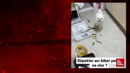 Acı biber yiyen köpek zor anlar yaşadı