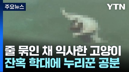통영 고양이 익사...잔혹 학대에 누리꾼 공분 [앵커리포트] / YTN