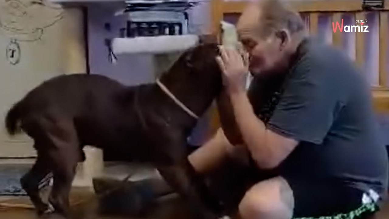 Mann muss Pitbull im Tierheim abgeben: Das Ende gibt es nur im Märchen