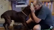 Mann muss Pitbull im Tierheim abgeben: Das Ende gibt es nur im Märchen