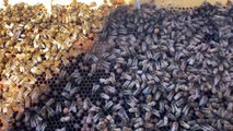 Environnement : des abeilles sur le toit de La Poste à Sainté