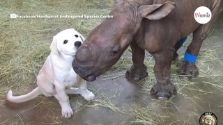 La amistad entre este rinoceronte bebé y un perrito pastor parece de Disney, pero es real
