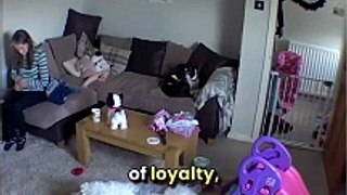 Confused Canine! Dog Does Double Take After Owner's Shiny Surprise