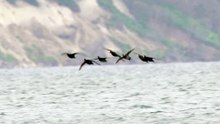 The Common Scoter: Close Up HD Footage (Melanitta nigra)