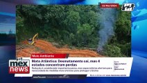 Desmatamento da Mata Atlântica foi menor em 2023; 4 estados concentraram as perdas