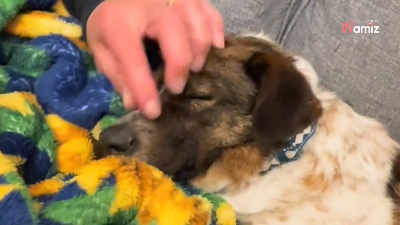 Video. Esausto, questo cane non dorme per un giorno: il motivo può sembrare futile, ma non per lui