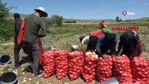 Amasya'da göz yaşartmayan hasat başladı, rekolte üreticinin yüzünü güldürdü: Tarlada kilosu 7 TL!