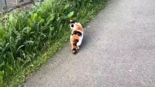 Man records feline prowess as a cat snags a snack by the serene canal