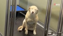Video. Il “Buongiorno” di questa Labrador è adorabile: il suo video è stato visto oltre 78 milioni di volte
