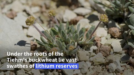 Flower or power? Campaigners fear lithium mine could kill rare plant