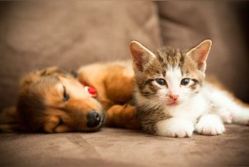 Ulysse, Uno, Nala… Voici les noms de chats et chiens les plus données en 2023