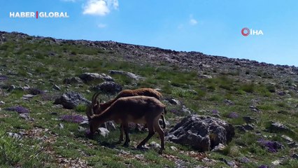 Yaban hayatı yakından görüntülendi: Hayvanlar poz verdi