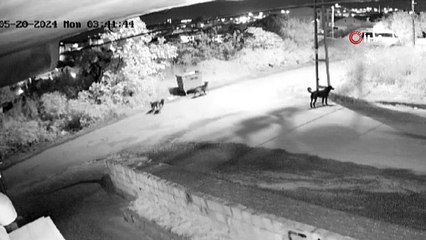 Sokak köpekleri, kediyi parçaladı