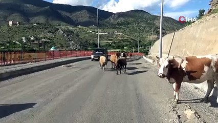 O ilimizde başıboş inekler sürücülerin kabusu oldu