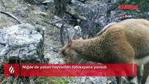 Yaban hayvanları fotokapana yansıdı