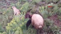 Kayıp sandıkları çoban köpekleri Kral’ı, yaylada doğum yapan koyunun yanında buldular